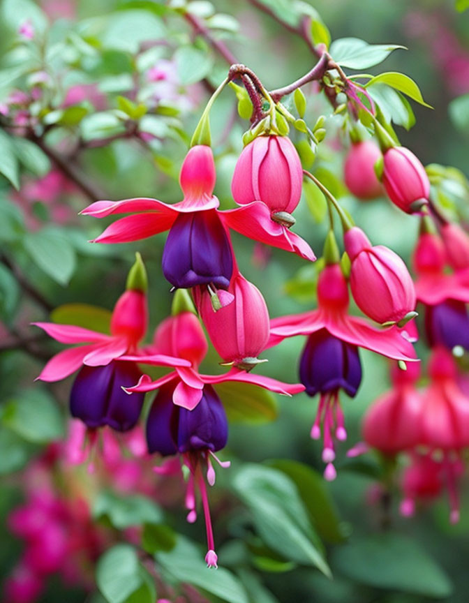 Bright Pink and Purple Fuchsia Flowers Among Green Foliage