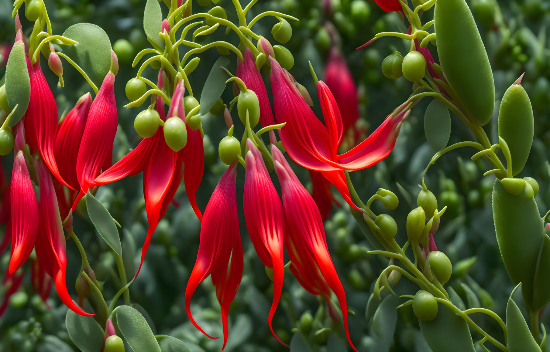 Bright red fuchsia flowers with green leaves and closed buds