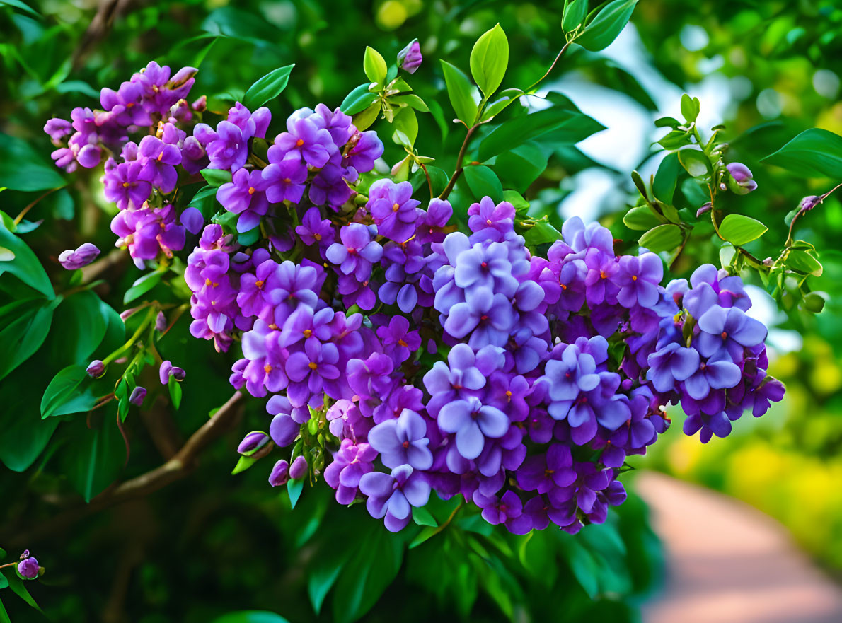 Purple lilac flowers blooming in a blurred garden setting