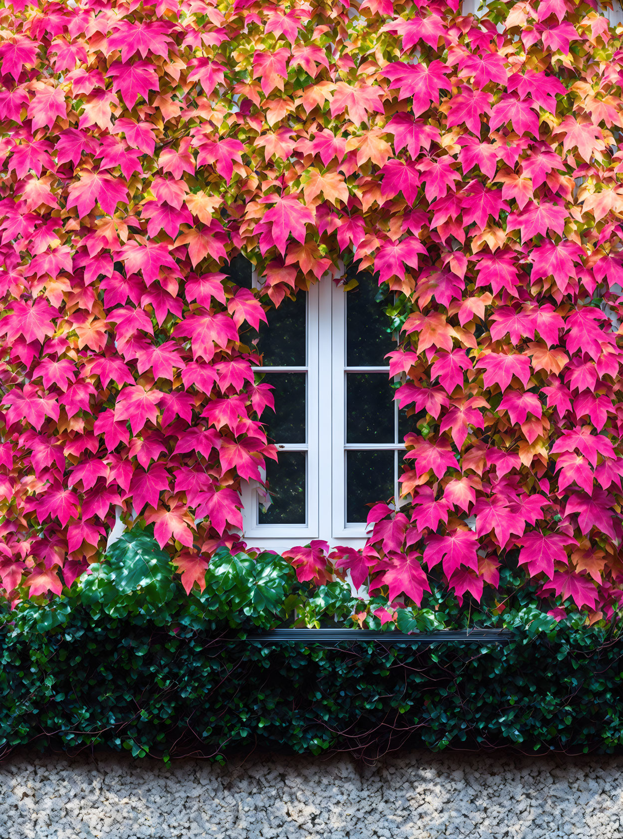 Ivy leaves frame window on white wall