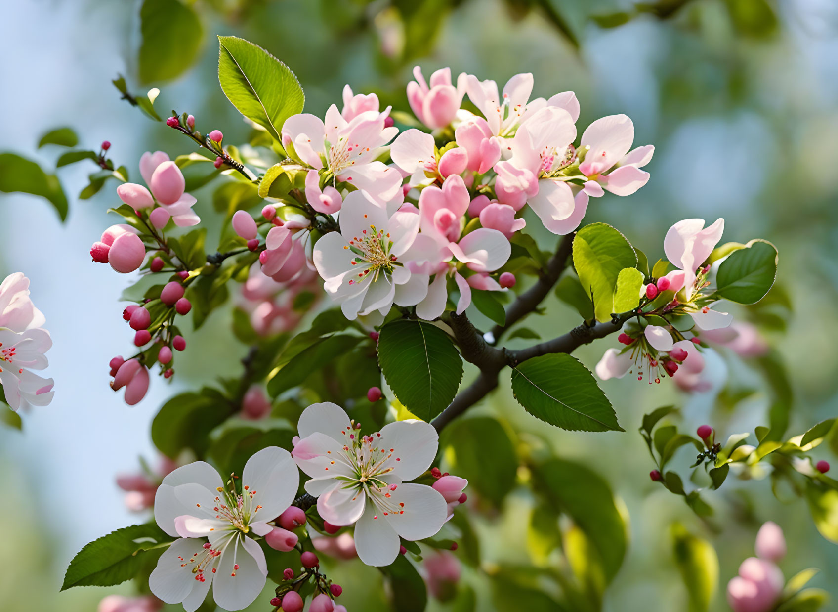 Floral tree branch with pink and white blossoms on blurred green backdrop