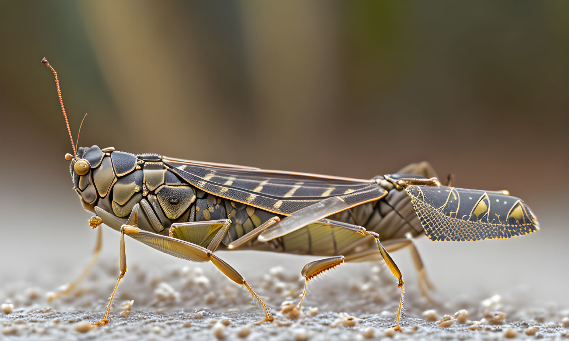 Detailed macro shot of grasshopper on sandy surface