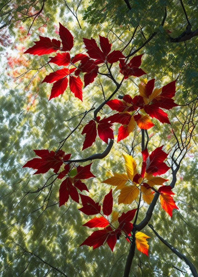 Colorful red and yellow leaves in forest canopy with soft-focus backdrop