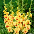 Yellow Flowers Bouquet with Orange Centers on Green Foliage