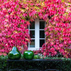 Ivy leaves frame window on white wall