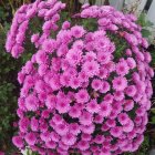 Vibrant Pink Flowers Among Rich Green Foliage