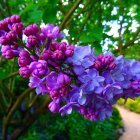 Purple lilac flowers blooming in a blurred garden setting