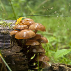 Red-Spotted Mushrooms in Green Moss with Spherical Plant Background