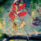 Intricate spider web among branches with red berries