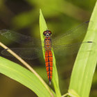 Colorful dragonfly perched on green leaf with transparent wings.