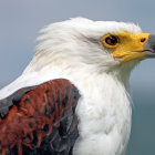 Bald eagle close-up: yellow eyes, hooked beak, brown & white feathers