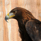 Majestic falcon with brown and black feathers, sharp beak, and yellow eyes on wooden