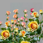 Yellow and Pink Roses Bouquet on Gray Background