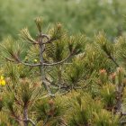 Green pine branches with needles and pine cones against forest backdrop