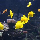 Vibrant yellow tropical fish in colorful coral reefs underwater