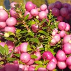 Ripe red plums hanging on tree branches in sunlight