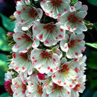 White and Pink Flowers with Red Markings in Natural Setting