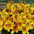 Yellow Flowers with Red Accents Among Smooth Pebbles