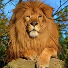 Surreal lion with multiple faces in mane against blue sky and green foliage