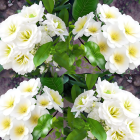 Colorful bouquet with white and yellow chrysanthemums, purple asters, pink roses,