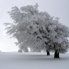 Snow-covered pine trees in serene winter landscape with falling snowflakes