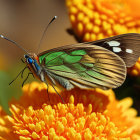 Colorful Butterfly Resting on Sunflower Petals in Bright Sunlight