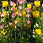 Colorful Tulip Garden Backlit by Sunlight