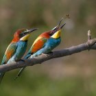 Colorful Birds and Bee on Branch in Soft-focus Green Background