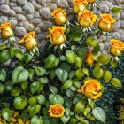 Yellow Roses and Flowers Against Beige Wall