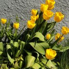 Yellow Roses and Green Leaves on Textured Beige Background