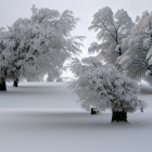 Serene winter forest scene with snow-covered pine trees