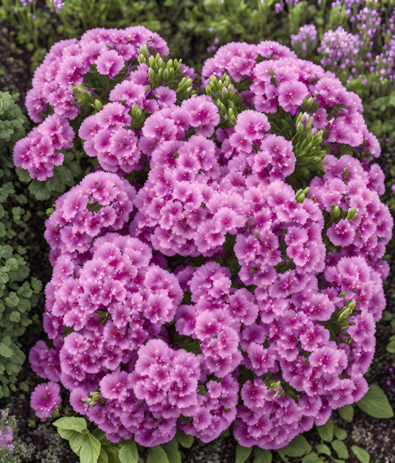 Vibrant Pink Flowers Among Rich Green Foliage