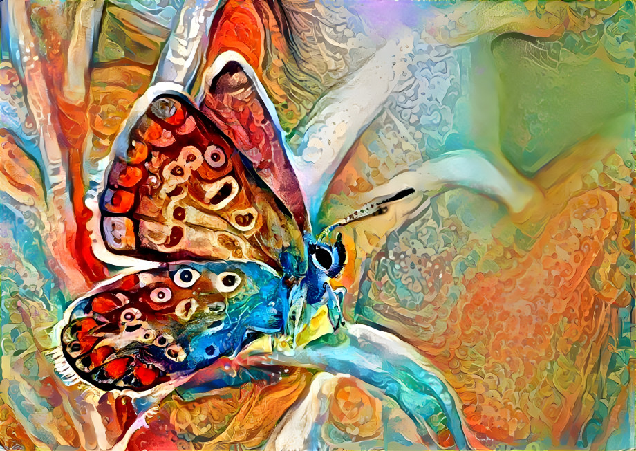 butterfly