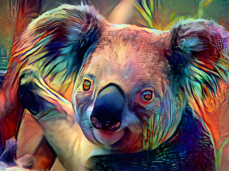 Cool Koala