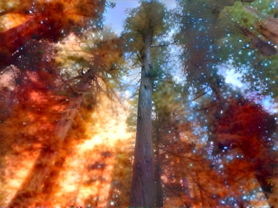 Redwoods - Galactic Blaze