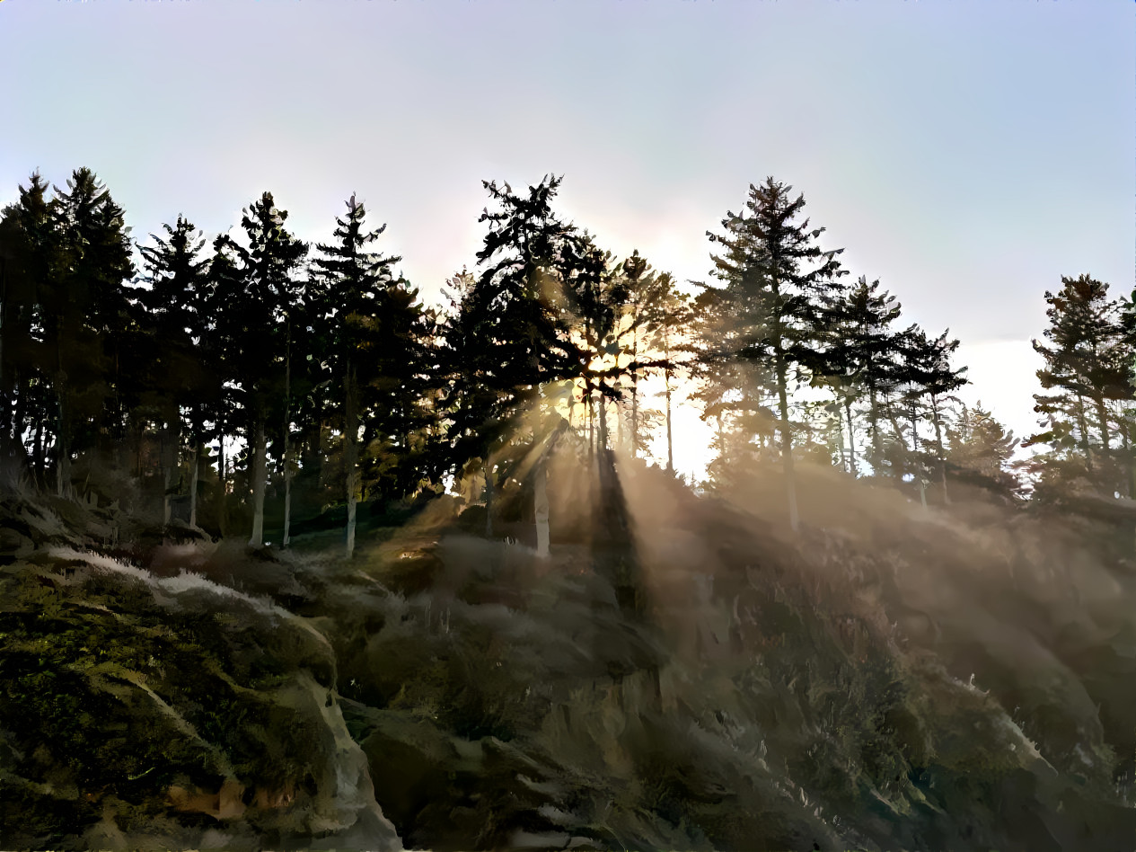 Trees in the Light, shadows and silhouettes