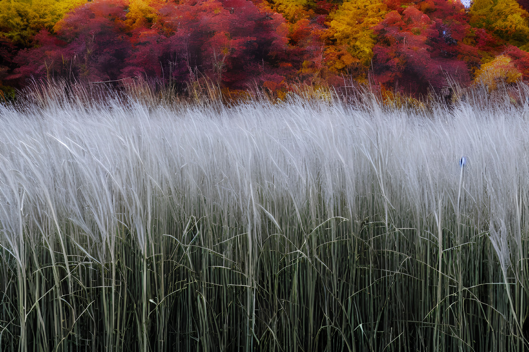 Colorful Autumn Trees Behind White Tall Grasses