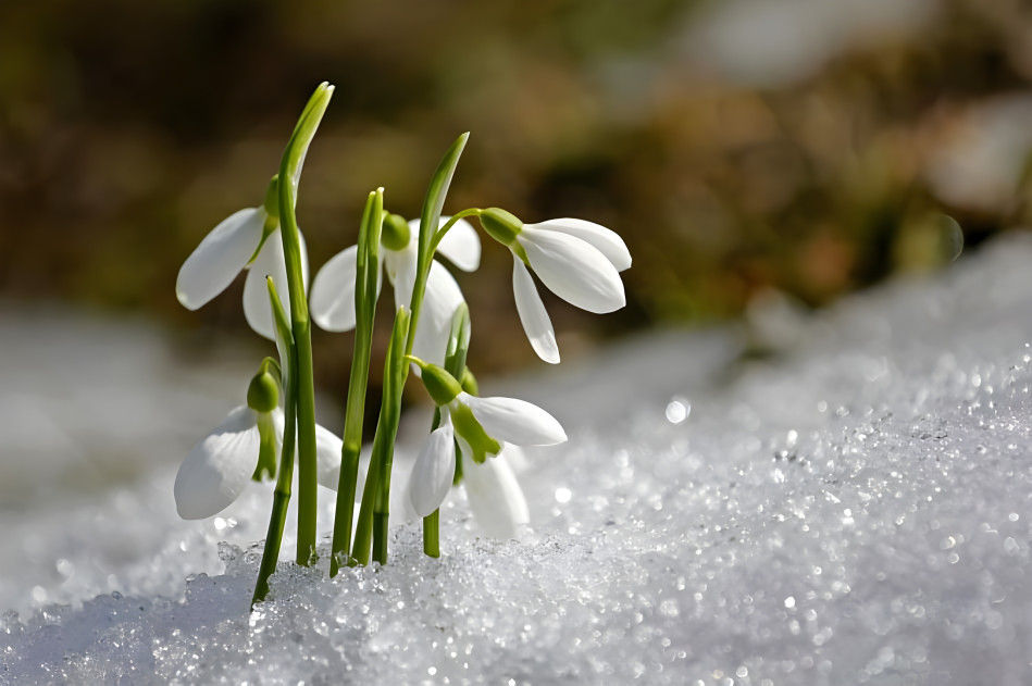 Galanthus