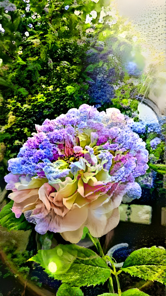  Hydrangea no.1