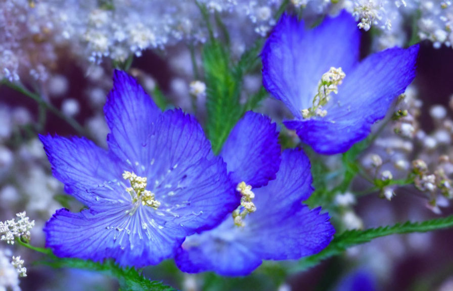 Beautiful Blue Flowers with White Stamens and Green Foliage