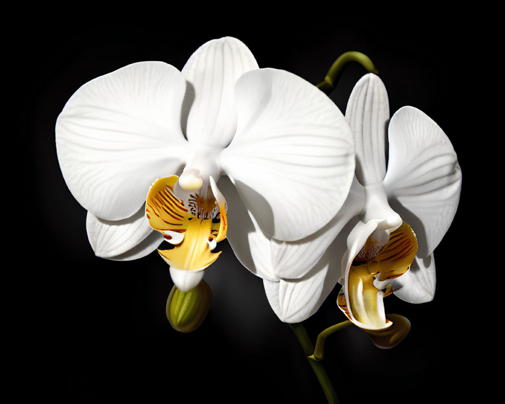 Three white orchid blooms with yellow and maroon centers on dark background.