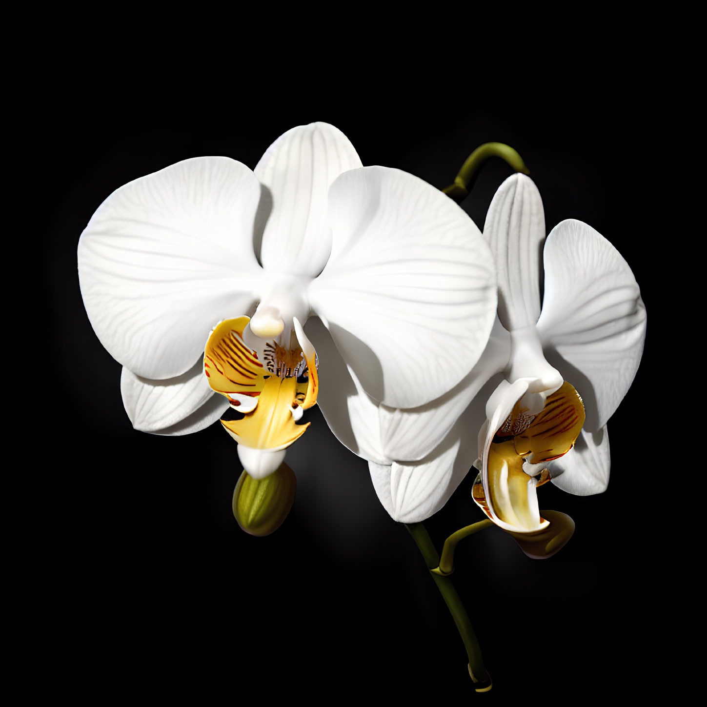 Three white orchid blooms with yellow and maroon centers on dark background.