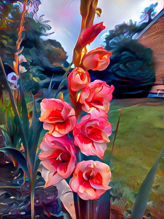 Gladiolus