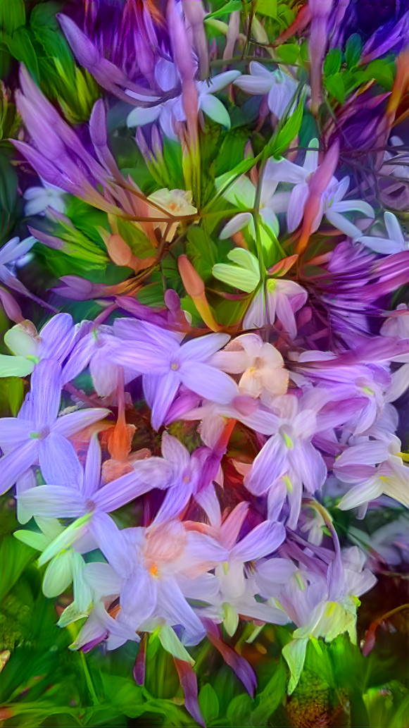 Flowers from my home, Guarapuava-PR, Brazil.