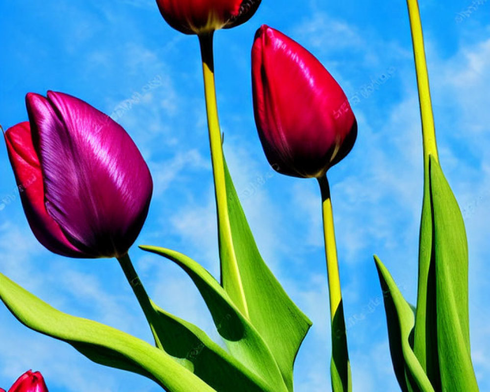 Colorful Tulips Blooming Under Blue Sky