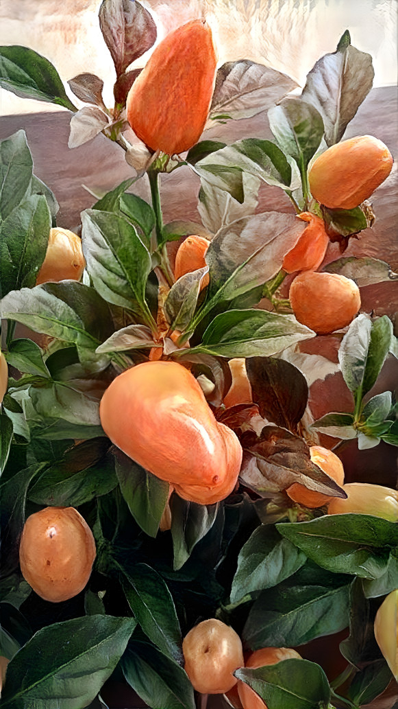 A pepper plant.