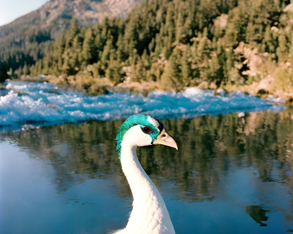 Vivid peacock by mountain lake with blue and green plumage