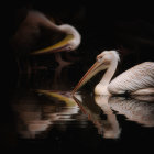 Surreal image: Large white birds with elaborate plumage facing mirror reflection