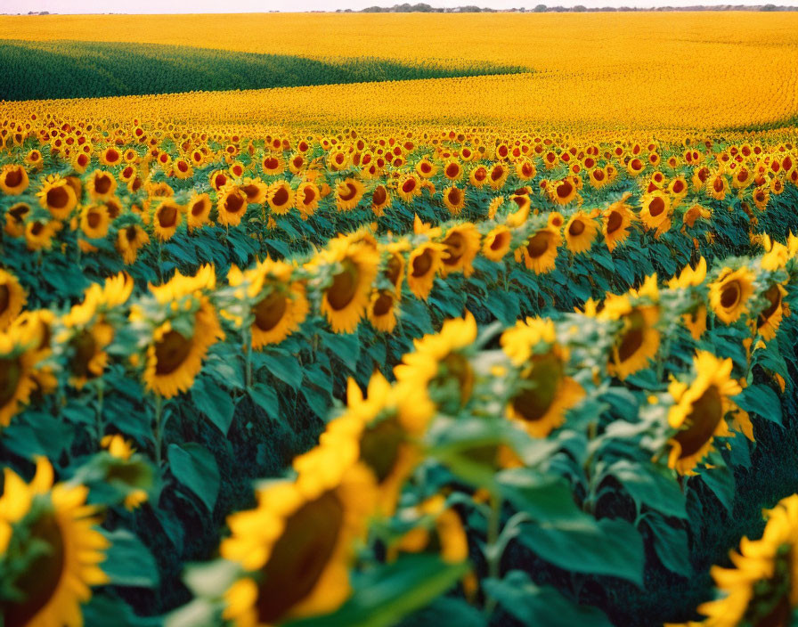 Beautiful Sunflower Field with Green Landscape and Clear Sky