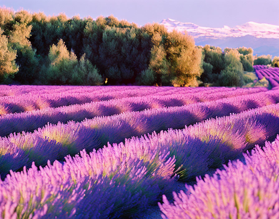 Lavender fields with mountains and trees in soft light